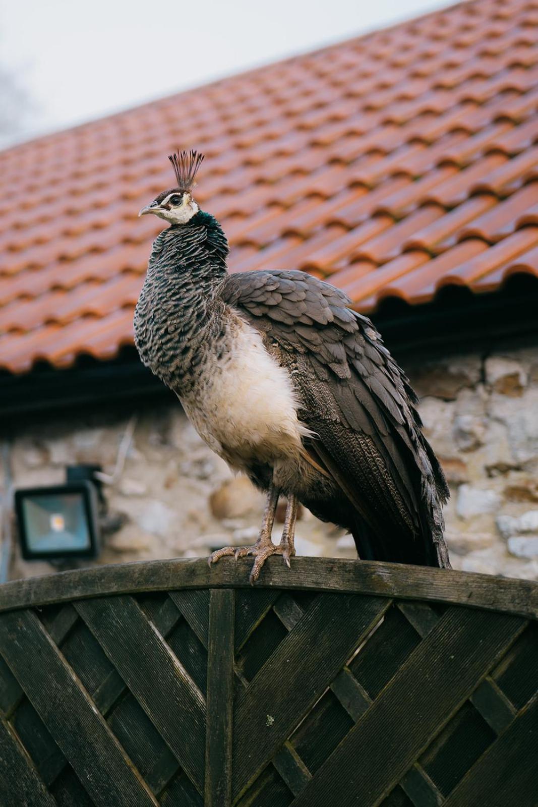 ホテル Hornsbury Mill チャード エクステリア 写真